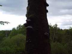 vandreture.dk Skaller