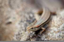 Skink