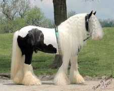 vannercentral.com Slainte