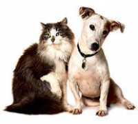kingwoodpawsandclaws.com Sleith