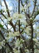 garden-en.com Slivon