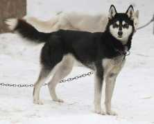 northwapiti.com Smartie