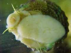 Snails