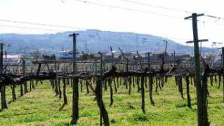 winevirtuosity.com Soalheiro