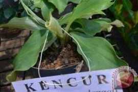 antaranews.com Soeradji