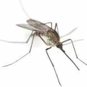 vecernji.hr Sofijanic