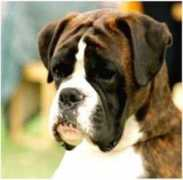 streetboxers.com Soiland