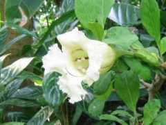 botanic.jp Solandra