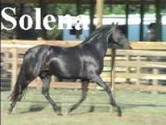 Solena