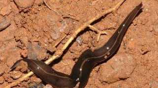 ensonhaber.com Solucan