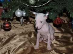 kenelsonccocua.websnadno.cz Soncco