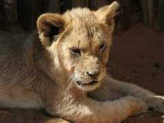 Sondela