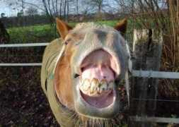 humor12.com Sonrisita