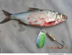 baikalfishing.ru Soroga