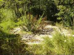 gliwiczanie.pl Sosnica