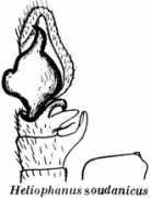 salticidae.org Soudan