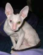 elisanet.fi Sourander