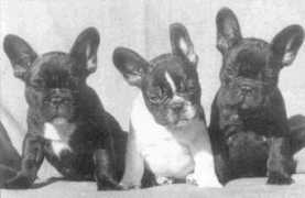 bully-verlag.de Spakowsky