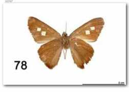 butterfliesofamerica.com Spanda