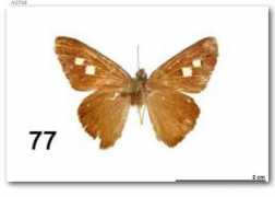 butterfliesofamerica.com Spanda