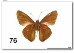 butterfliesofamerica.com Spanda