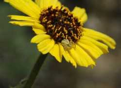 nathistoc.bio.uci.edu Spiderr