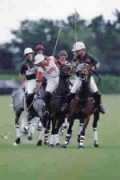 equiworld.net Spinacci