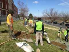 caseytrees.org Spingarn