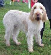 Spinone