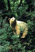 migrations.com Spiritbear