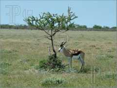 Springbok