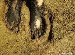 Squelch