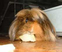Squick