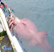 Squid