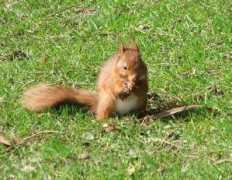 eddiedawson.com Squirell