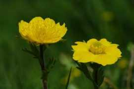 mojalbum.com Sretena