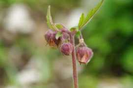 mojalbum.com Sretena