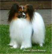 roadsendpapillons.com Srobin