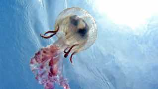 life.ihned.cz Stafana