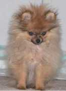 northmoorpoms.com Staja