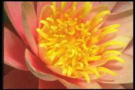 alientravelguide.com Stamen