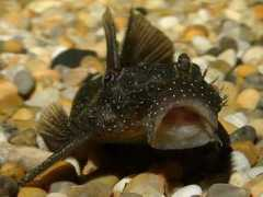 maxstrandberg.com Starlight