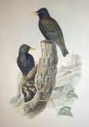 Starlings