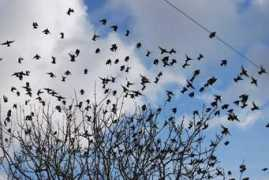 Starlings