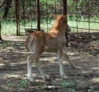 icelandichorse.us Stassa