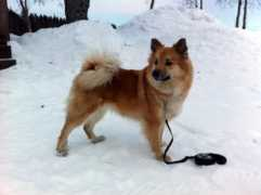 islandshunden.no Stassa