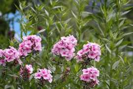 billeder.n3po.com Stauder