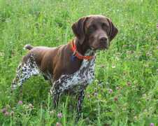 shootersshorthairs.com Staunch