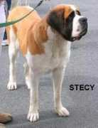 Stecy