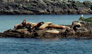 photosntravels.com Steller